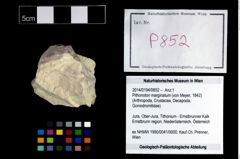 Foto (Objekt + Etikett) von Pithonoton marginatum (von Meyer, 1842)  (NHMW-GEO-2014-0194-0852)